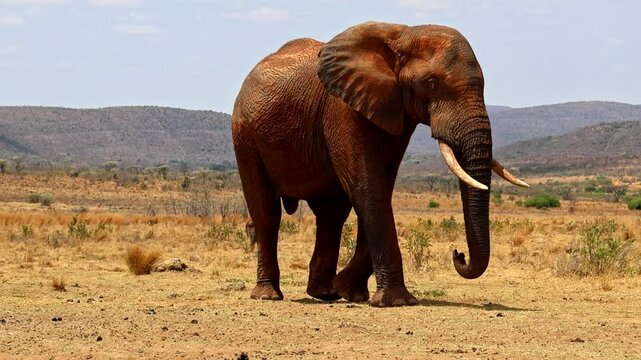 Solitary African elephant bull covered in mud walks over dry landscape