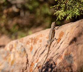 Lizard on the rock, top view