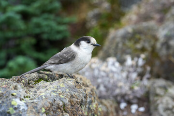 white wagtail on a rock