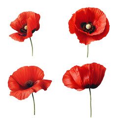 Obraz premium Set of Realistic Red Poppies in Various Bloom Stages on white and transparent background. PNG