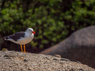 Pacific Gull On Granite Boulder