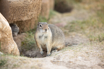 Cute prairie dog front view Utah