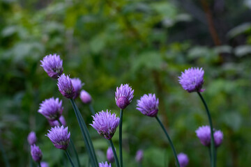 Obraz premium Purple Chive Blossoms in a Lush Green Garden