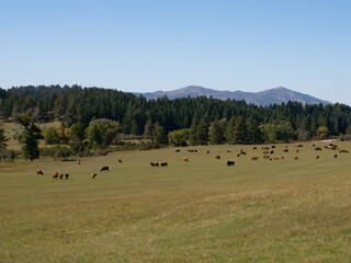 Herd of Cattle Grazing in a Meadow with Mountains in the Background 