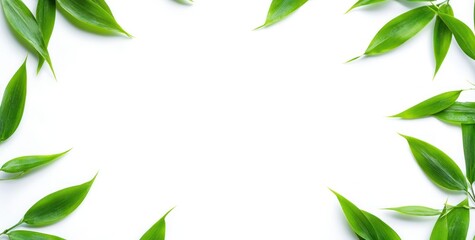 Fototapeta premium A minimalist arrangement of green leaves on a white background, ideal for design or nature themes.