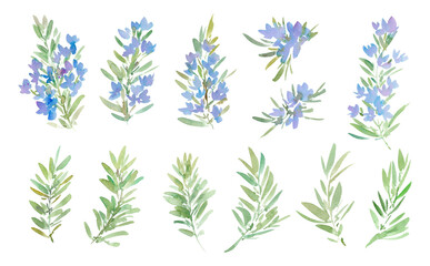 A set of abstract watercolor rosemary illustrations with transparent backgrounds. Hand-drawn herb illustrations for wallpaper, backgrounds, patterns, and gift wrapping. © Sawango