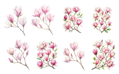 Magnolia Flowers Watercolor Set - Isolated Magnolia Branches on White Background
