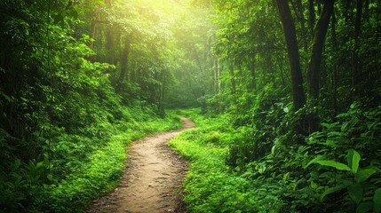 Fototapeta premium A serene forest path winding through lush greenery, inviting exploration and tranquility.