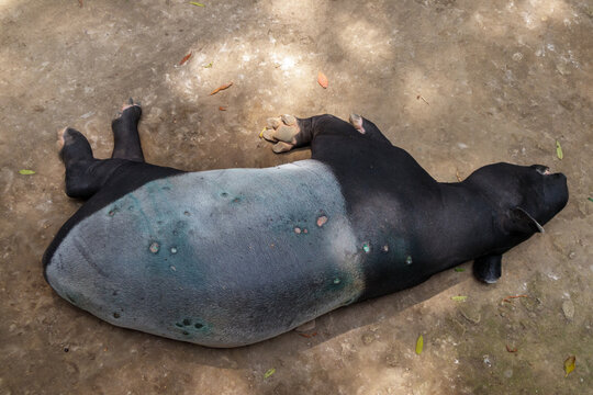 anoa sleeping in the zoo