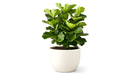 Chic white planter with a lush green fiddle leaf fig tree
