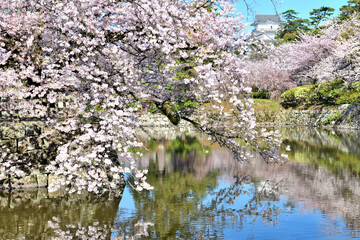 満開のさくら越しに覗く小田原城天守閣