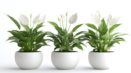 Fototapeta premium Large indoor peace lilies in minimalist planters