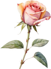 Watercolor rose garden in soft pastel colors. 