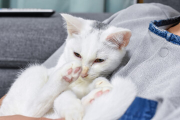 飼い主に抱っこされて寛ぐ白猫の赤ちゃん