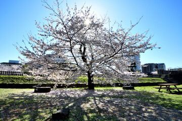 小田原城二重櫓跡近くにある桜の大木