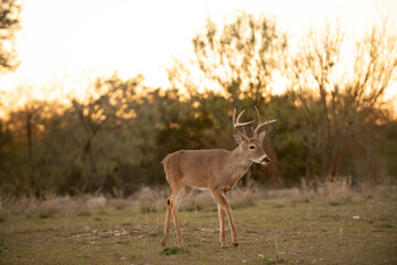 young deer walking