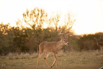 young deer running