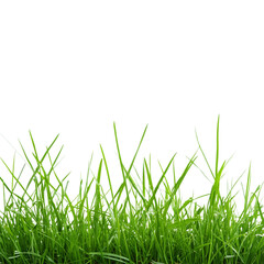 Obraz premium Grass Isolated on Transparent Background