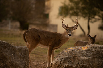 buck looking at camera