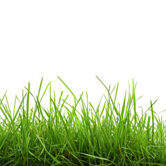 Grass Isolated on Transparent Background