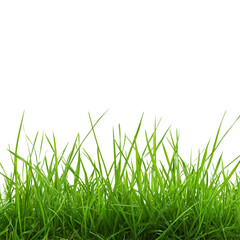 Fototapeta premium Grass Isolated on Transparent Background