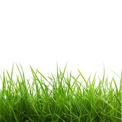 Obraz premium Grass Isolated on Transparent Background