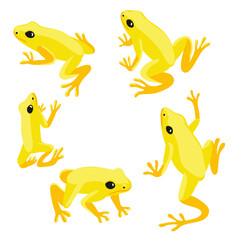 vector drawing golden poison frog, animal isolated at white background