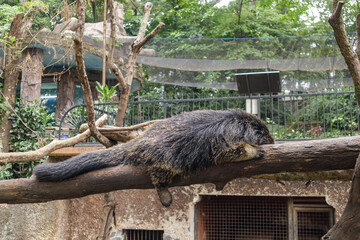 Naklejka premium Binturong in the zoo