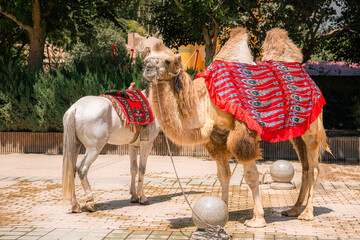 Naklejka premium A camel and a horse in the streets of Kashgar Old Town, Xinjiang, China