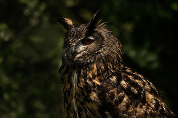 Eurasian Eagle-Owl