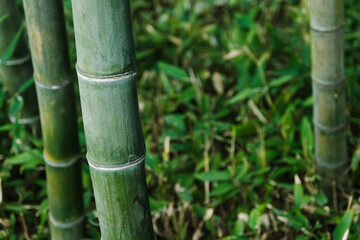 Obraz premium 古い竹の幹 日本の竹林 自然の森林 アジアのまっすぐな竹植物 