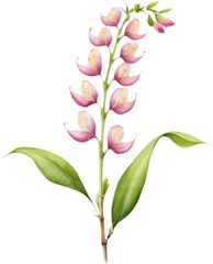 White Sesbania flower clipart, soft watercolor floral design. 