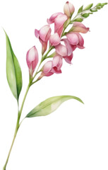 Obraz premium Delicate pink Sesbania watercolor flowers clipart collection. 