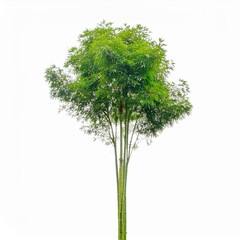 Isolated tree on white background, isolated tropical tree used for design, advertising and architecture