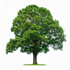 Obraz premium Isolated tree on white background, isolated tropical tree used for design, advertising and architecture