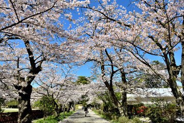 小田原城の満開のさくら並木を歩く人