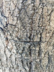 bark of a tree