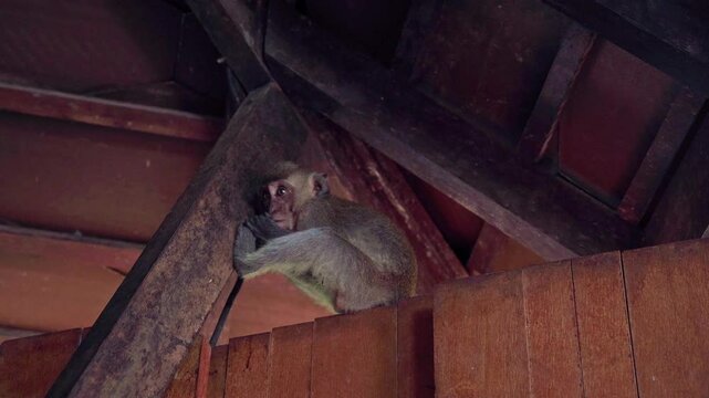 Low-angle, close-up shot of a cute crab-eating macaque baby with big, wide eyes sitting in the roof structure on a wooden fence. little monkey plays with its feet sucking its toe and nibbling on it