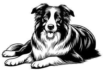 Hand drawn cute Border Collie, vector sketch isolated on white background, SVG vector	