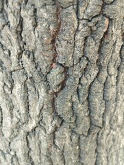 texture bark of a tree