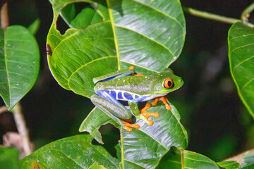 A Red-eyed Tree Frog in Rio Celeste, Costa Rica