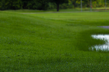Green grass lawn meadow city park with tree forest selective focus