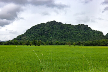 Beautiful rice field view in Burma before the rain. The sky is quite dark. The bright green rice fields contrast with the dark green mountains. It looks beautiful and natural.