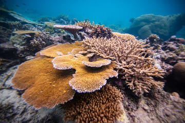 Beautiful hard coral on shallow coral reef
