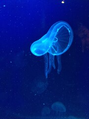 jelly fish in the sea