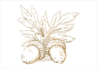 どんぐりと枝葉の線画イラスト　秋から冬の植物　金色のベクター素材