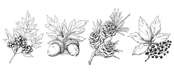木の実と枝葉の線画イラストのセット　秋から冬の植物　白黒のベクター素材
