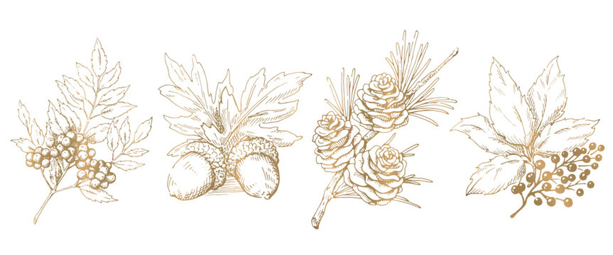 木の実と枝葉の線画イラストのセット　秋から冬の植物　金色のベクター素材