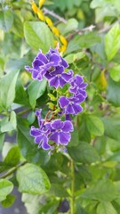Duranta flowers in the garden.