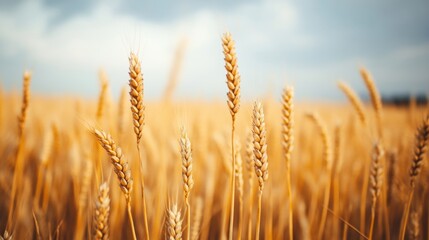 Fototapeta premium A vast field of golden wheat gently sways in the wind as dark clouds form a moody backdrop, evoking the beauty of nature's cycles